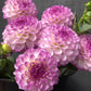 Dahlia Seeds with White Petals and Magenta Flower Edges