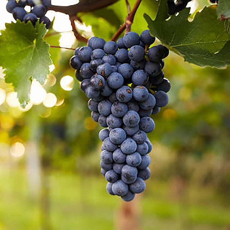 Grape Seeds for Planting Fresh Sweet and Delicious Natural Vine Seeds