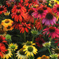Red Coneflower Seeds - Vibrant Hardy Perennial Pollinator Flower
