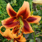 Summer Stunner Lily Tree Collection Lily Blooms Species Growing Bonsai Bulbs Roots Rhizomes Corms Tubers Potted Planting Reblooming Fragrant Garden Flower Seeds Plant