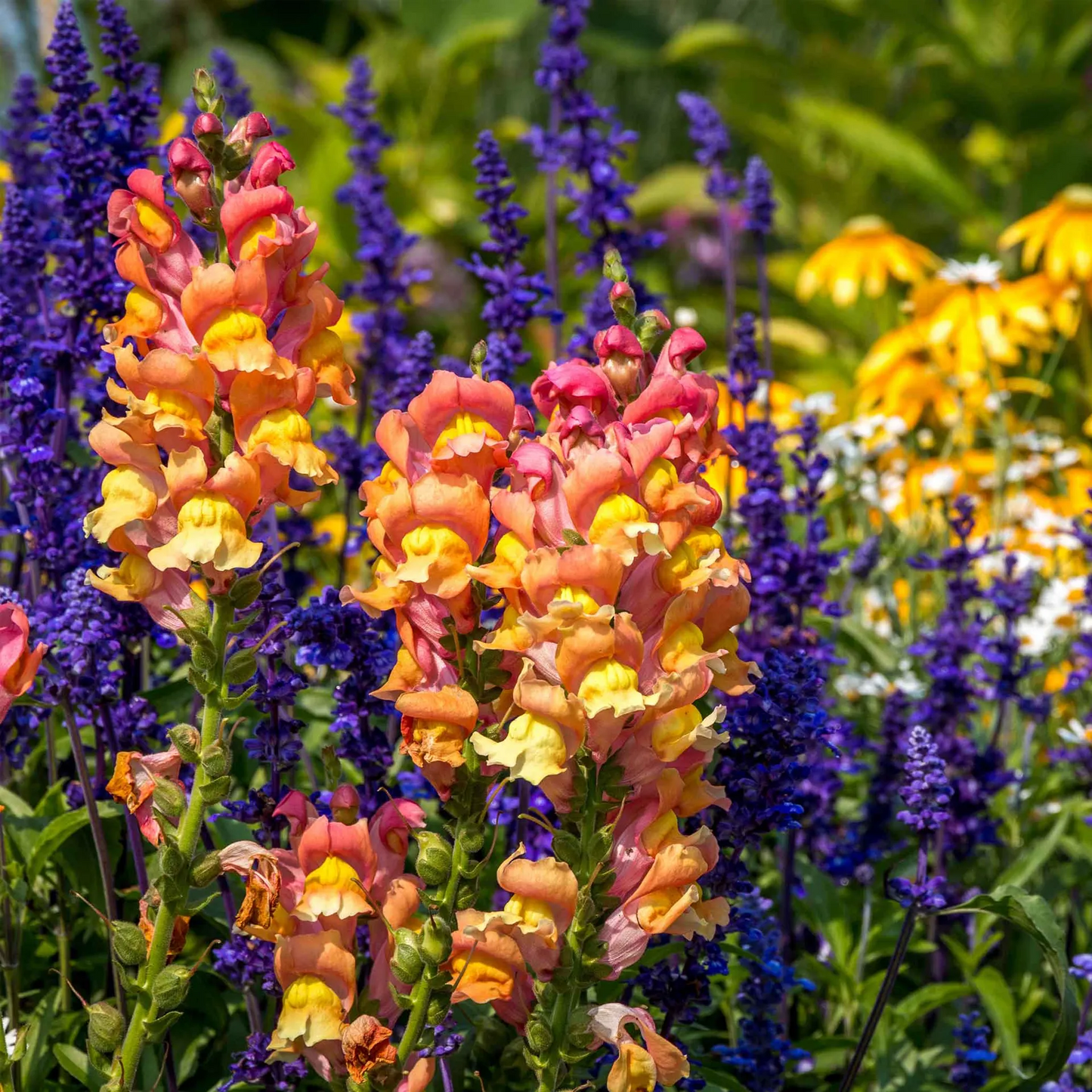 Snapdragon Seeds - Rocket Bronze