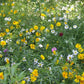 Southwest Wildflower Seed Mix