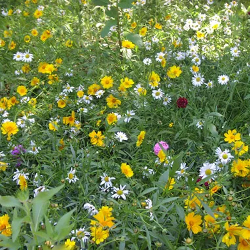 Southwest Wildflower Seed Mix
