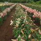 Zeba Species Oriental Hybrid Lily Blooms Species Growing Bonsai Bulbs Roots Rhizomes Corms Tubers Potted Planting Reblooming Fragrant Garden Flower Seeds Plant
