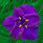 Breck's Dinner Plate Japanese Iris Collection Iris Species Growing Bonsai Bulbs Roots Rhizomes Corms Tubers Potted Planting Reblooming Fragrant Garden Flower Seeds Plant