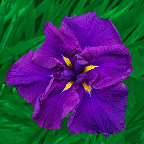 Breck's Dinner Plate Japanese Iris Collection Iris Species Growing Bonsai Bulbs Roots Rhizomes Corms Tubers Potted Planting Reblooming Fragrant Garden Flower Seeds Plant