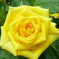 Yellow Rose Seedlings Flower Seeds Perennial Growing Bonsai Corms Tubers Potted Planting Reblooming Fragrant Garden Roots Rhizomes Species Blooms Plant Bulbs Gardening Tree