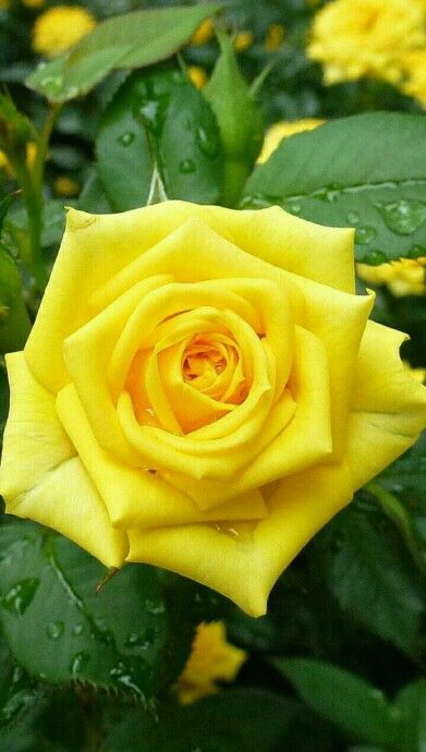 Yellow Rose Seedlings Flower Seeds Perennial Growing Bonsai Corms Tubers Potted Planting Reblooming Fragrant Garden Roots Rhizomes Species Blooms Plant Bulbs Gardening Tree