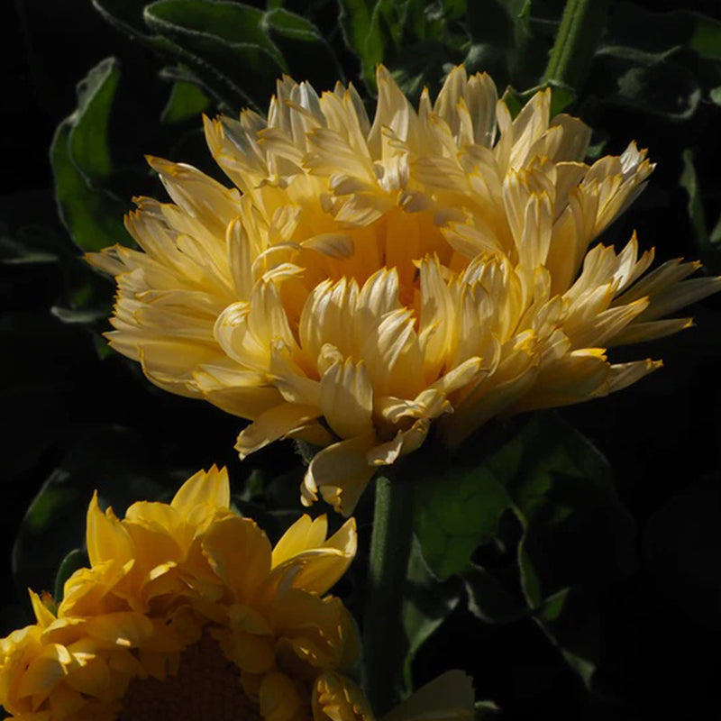 Lemon Sorbet Calendula