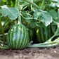 Watermelon Seeds for Planting,  Fruit Seeds for Planting