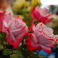 Red Pink  Rose Seedlings Flower Seeds Perennial Growing Bonsai Corms Tubers Potted Planting Reblooming Fragrant Garden Roots Rhizomes Species Blooms Plant Bulbs Gardening Tree