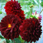 Burgundy Red Dahlia Seeds