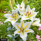 Acapulco Oriental Lily Species Growing Bonsai Bulbs Roots Rhizomes Corms Tubers Potted Planting Reblooming Fragrant Garden Flower Seeds Plant