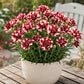 Burgundy & White Picotee Carnation Seeds