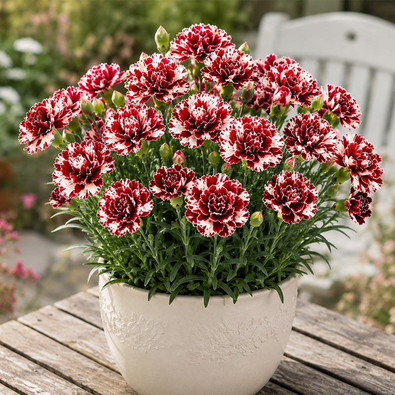 Burgundy & White Picotee Carnation Seeds