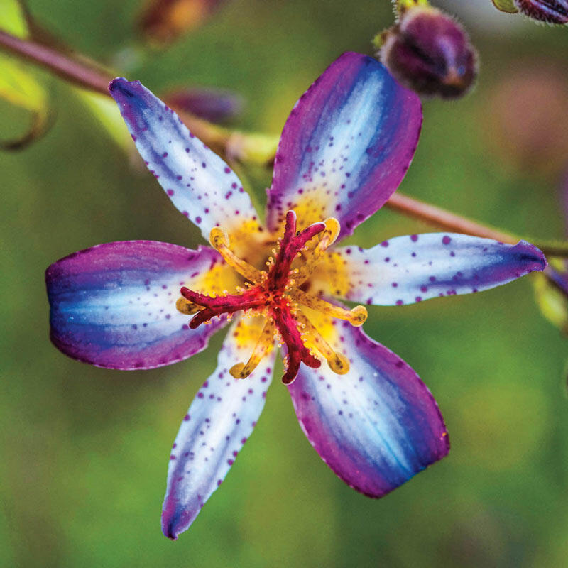 Toad Lily Collection Lily Blooms Species Growing Bonsai Bulbs Roots Rhizomes Corms Tubers Potted Planting Reblooming Fragrant Garden Flower Seeds Plant