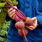 Beet, Detroit Dark Red Medium Top