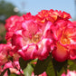 Betty Boop Rose Seedlings Flower Seeds Perennial Growing Bonsai Corms Tubers Potted Planting Reblooming Fragrant Garden Roots Rhizomes Species Blooms Plant Bulbs Gardening Tree