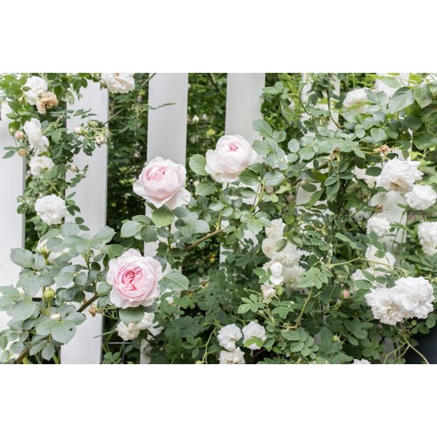 Earth Angel Rose Seedlings Flower Seeds Perennial Growing Bonsai Corms Tubers Potted Planting Reblooming Fragrant Garden Roots Rhizomes Species Blooms Plant Bulbs Gardening Tree