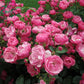 Angela Rose Seedlings Flower Seeds Perennial Growing Bonsai Corms Tubers Potted Planting Reblooming Fragrant Garden Roots Rhizomes Species Blooms Plant Bulbs Gardening Tree