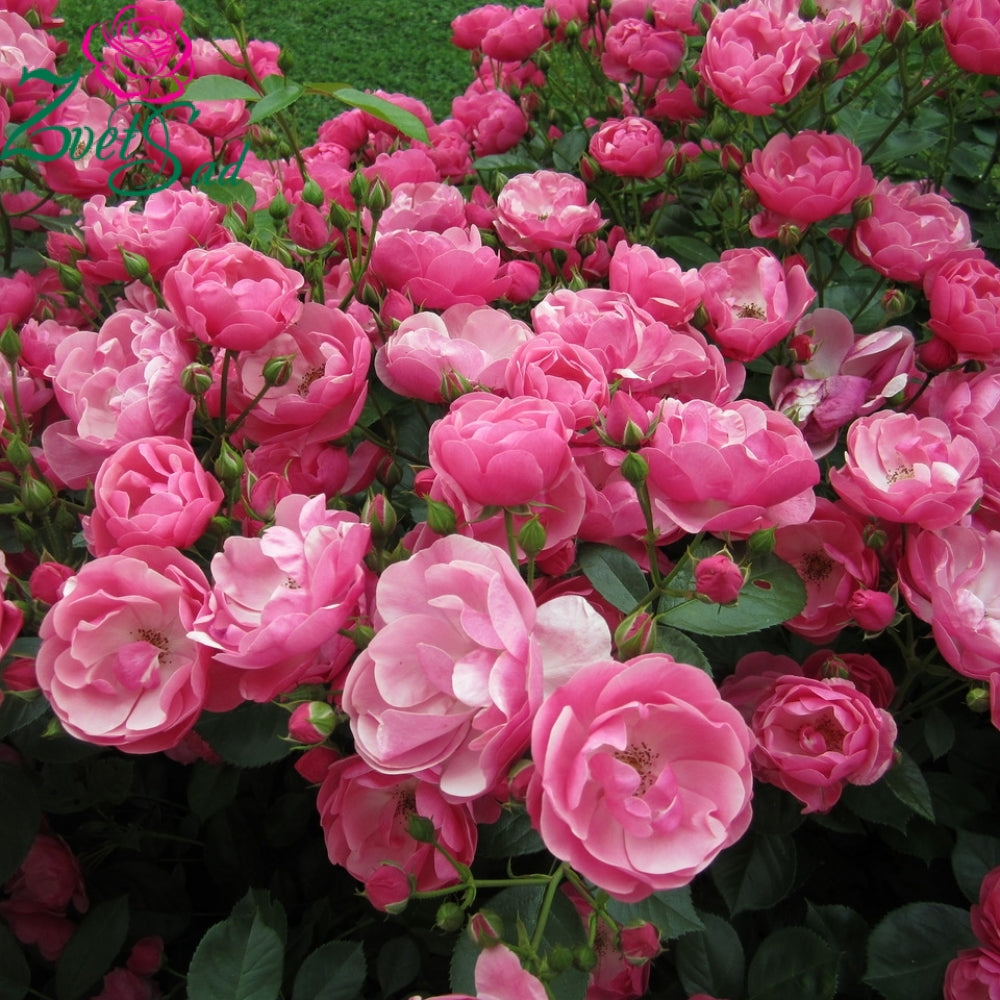 Angela Rose Seedlings Flower Seeds Perennial Growing Bonsai Corms Tubers Potted Planting Reblooming Fragrant Garden Roots Rhizomes Species Blooms Plant Bulbs Gardening Tree