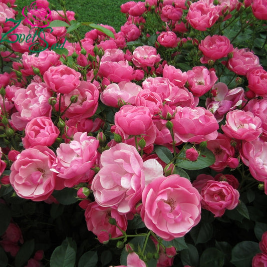 Angela Rose Seedlings Flower Seeds Perennial Growing Bonsai Corms Tubers Potted Planting Reblooming Fragrant Garden Roots Rhizomes Species Blooms Plant Bulbs Gardening Tree