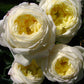 Amnesty Rose Seedlings Flower Seeds Perennial Growing Bonsai Corms Tubers Potted Planting Reblooming Fragrant Garden Roots Rhizomes Species Blooms Plant Bulbs Gardening Tree