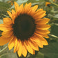 Sunflower Seeds for Planting - Grow Giant Sun Flowers in Your Garden  Non GMO Heirloom Seeds - Full Planting Instructions for Easy Grow - Great Gardening Gifts (1 Packet)