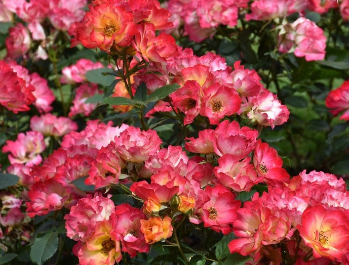 Summer of Love Rose Seedlings Flower Seeds Perennial Growing Bonsai Corms Tubers Potted Planting Reblooming Fragrant Garden Roots Rhizomes Species Blooms Plant Bulbs Gardening Tree