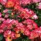 Summer of Love Rose Seedlings Flower Seeds Perennial Growing Bonsai Corms Tubers Potted Planting Reblooming Fragrant Garden Roots Rhizomes Species Blooms Plant Bulbs Gardening Tree