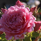 Bienvenue Rose Seedlings Flower Seeds Perennial Growing Bonsai Corms Tubers Potted Planting Reblooming Fragrant Garden Roots Rhizomes Species Blooms Plant Bulbs Gardening Tree
