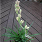 White Bulbs  Double Flowering Bulbs | Fragrant Flowers Grow Tuberose bulbs bulk-Tuberose bulbs for planting-Tuberose plant bulbs-Tuberose tubers bulk