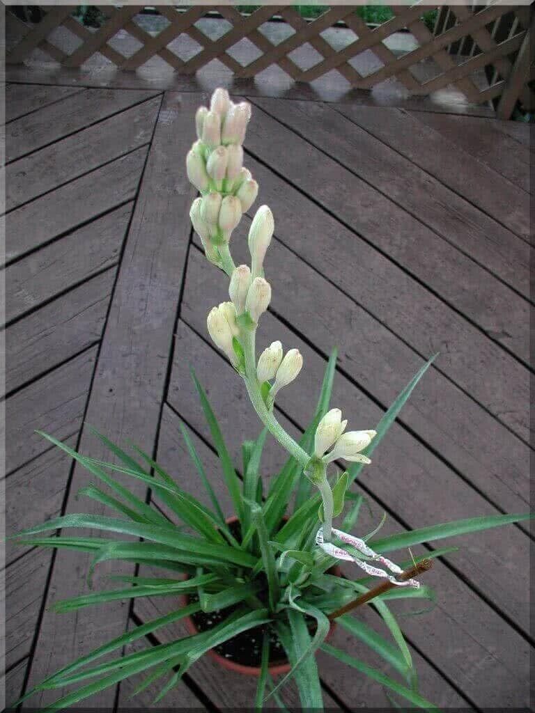 White Bulbs  Double Flowering Bulbs | Fragrant Flowers Grow Tuberose bulbs bulk-Tuberose bulbs for planting-Tuberose plant bulbs-Tuberose tubers bulk