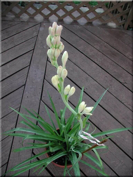 White Bulbs  Double Flowering Bulbs | Fragrant Flowers Grow Tuberose bulbs bulk-Tuberose bulbs for planting-Tuberose plant bulbs-Tuberose tubers bulk