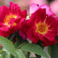 Sinne Rose Seedlings Flower Seeds Perennial Growing Bonsai Corms Tubers Potted Planting Reblooming Fragrant Garden Roots Rhizomes Species Blooms Plant Bulbs Gardening Tree
