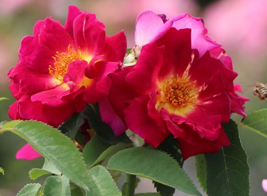 Sinne Rose Seedlings Flower Seeds Perennial Growing Bonsai Corms Tubers Potted Planting Reblooming Fragrant Garden Roots Rhizomes Species Blooms Plant Bulbs Gardening Tree