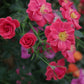 Sweatheart Rose Seedlings Flower Seeds Perennial Growing Bonsai Corms Tubers Potted Planting Reblooming Fragrant Garden Roots Rhizomes Species Blooms Plant Bulbs Gardening Tree