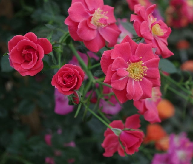 Sweatheart Rose Seedlings Flower Seeds Perennial Growing Bonsai Corms Tubers Potted Planting Reblooming Fragrant Garden Roots Rhizomes Species Blooms Plant Bulbs Gardening Tree