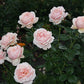 Aphrodite Rose Seedlings Flower Seeds Perennial Growing Bonsai Corms Tubers Potted Planting Reblooming Fragrant Garden Roots Rhizomes Species Blooms Plant Bulbs Gardening Tree