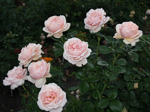 Aphrodite Rose Seedlings Flower Seeds Perennial Growing Bonsai Corms Tubers Potted Planting Reblooming Fragrant Garden Roots Rhizomes Species Blooms Plant Bulbs Gardening Tree