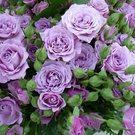 Billion Rose Seedlings Flower Seeds Perennial Growing Bonsai Corms Tubers Potted Planting Reblooming Fragrant Garden Roots Rhizomes Species Blooms Plant Bulbs Gardening Tree