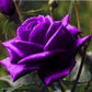 Dark Purple Rose Seedlings Flower Seeds Perennial Growing Bonsai Corms Tubers Potted Planting Reblooming Fragrant Garden Roots Rhizomes Species Blooms Plant Bulbs Gardening Tree