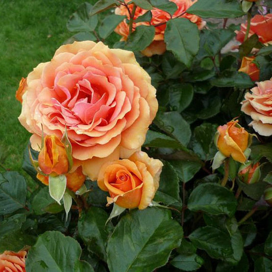 Ashram Rose Seedlings Flower Seeds Perennial Growing Bonsai Corms Tubers Potted Planting Reblooming Fragrant Garden Roots Rhizomes Species Blooms Plant Bulbs Gardening Tree