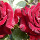 Admiral Rose Seedlings Flower Seeds Perennial Growing Bonsai Corms Tubers Potted Planting Reblooming Fragrant Garden Roots Rhizomes Species Blooms Plant Bulbs Gardening Tree