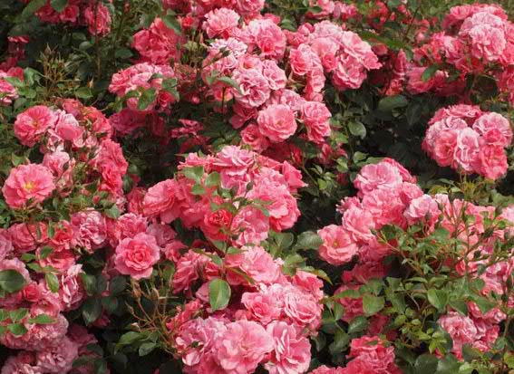 Bonapart Rose Seedlings Flower Seeds Perennial Growing Bonsai Corms Tubers Potted Planting Reblooming Fragrant Garden Roots Rhizomes Species Blooms Plant Bulbs Gardening Tree