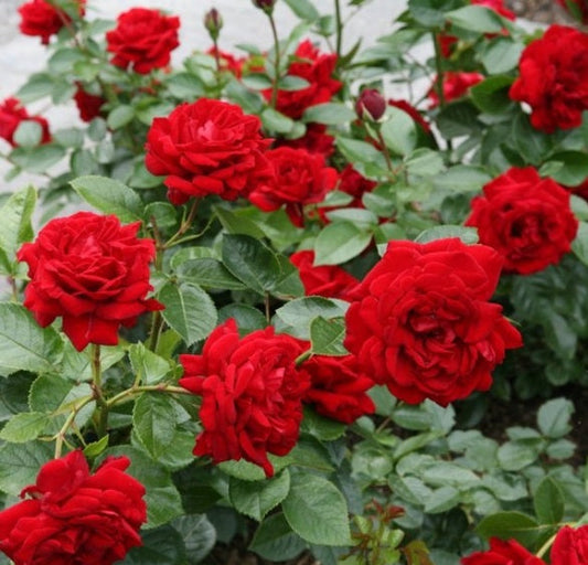 Desmond Tutu Rose Seedlings Flower Seeds Perennial Growing Bonsai Corms Tubers Potted Planting Reblooming Fragrant Garden Roots Rhizomes Species Blooms Plant Bulbs Gardening Tree