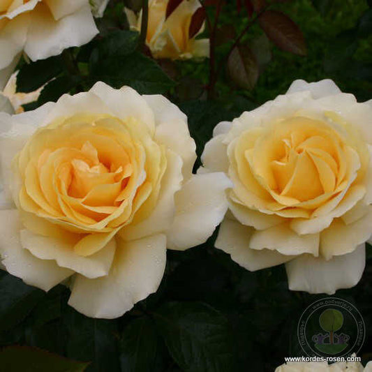 Winter Sun Rose Seedlings Flower Seeds Perennial Growing Bonsai Corms Tubers Potted Planting Reblooming Fragrant Garden Roots Rhizomes Species Blooms Plant Bulbs Gardening Tree