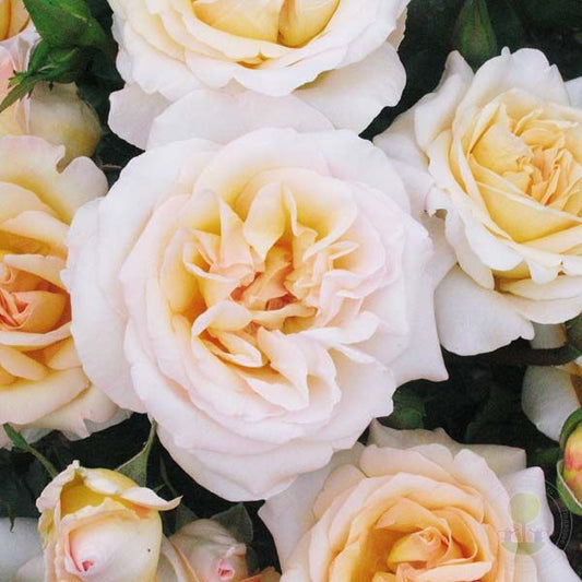 York Minster Rose Seedlings Flower Seeds Perennial Growing Bonsai Corms Tubers Potted Planting Reblooming Fragrant Garden Roots Rhizomes Species Blooms Plant Bulbs Gardening Tree