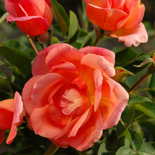 Zambra '93 Rose Seedlings Flower Seeds Perennial Growing Bonsai Corms Tubers Potted Planting Reblooming Fragrant Garden Roots Rhizomes Species Blooms Plant Bulbs Gardening Tree