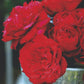 Zaed dhabi Rose Seedlings Flower Seeds Perennial Growing Bonsai Corms Tubers Potted Planting Reblooming Fragrant Garden Roots Rhizomes Species Blooms Plant Bulbs Gardening Tree